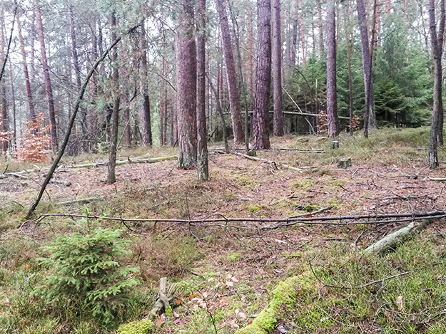 altersstrukturierte Kiefernbestände am südexponierten Hange
